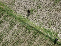 Terancam Gagal Panen, Petani di Bekasi Banyak yang Nganggur