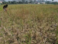 221 Hektare Sawah di Kabupaten Bogor Gagal Panen